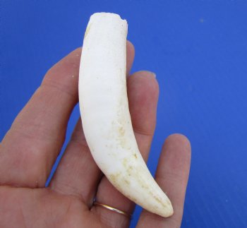 3-5/8 inches Discount Large Authentic Alligator Tooth (Crack)  for $19.99