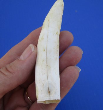 3-5/8 inches Discount Large Authentic Alligator Tooth (Crack)  for $19.99