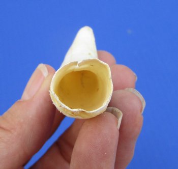 3-5/8 inches Discount Large Authentic Alligator Tooth (Crack)  for $19.99