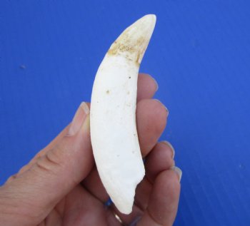 3-5/8 inches Large Authentic Alligator Tooth for Sale for $24.99