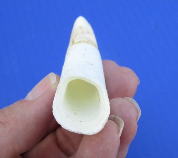 3-5/8 inches Large Authentic Alligator Tooth for Sale for $24.99