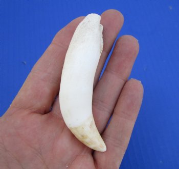 3-1/2 inches Large Authentic Alligator Tooth for Sale for $24.99