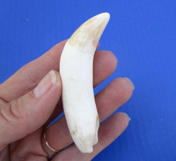 3-1/2 inches Large Authentic Alligator Tooth for Sale for $24.99