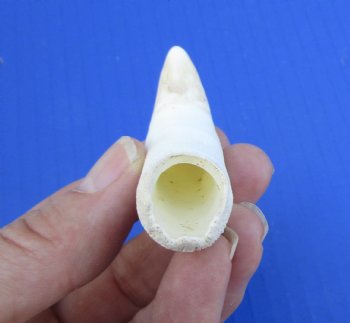 3-1/2 inches Large Authentic Alligator Tooth for Sale for $24.99