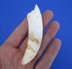 3-1/2 inches Large Authentic Alligator Tooth for Sale for $24.99