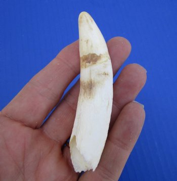 3-1/2 inches Large Authentic Alligator Tooth for Sale for $24.99