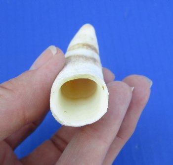 3-1/2 inches Large Authentic Alligator Tooth for Sale for $24.99