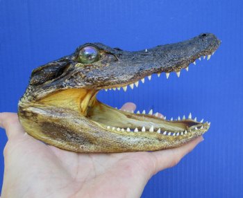 5-1/2 inches Small Taxidermy Alligator Head Souvenir - Buy this one for $12.99