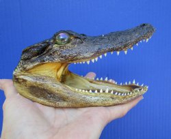 5-1/2 inches Small Taxidermy Alligator Head Souvenir - Buy this one for $12.99