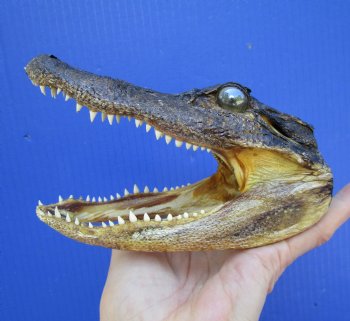 5-1/2 inches Small Taxidermy Alligator Head Souvenir - Buy this one for $12.99