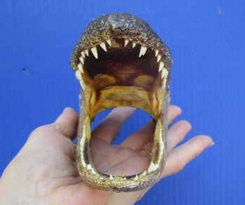 5-1/2 inches Small Taxidermy Alligator Head Souvenir - Buy this one for $12.99