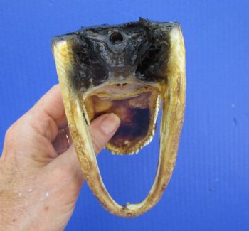 5-1/2 inches Small Taxidermy Alligator Head Souvenir - Buy this one for $12.99