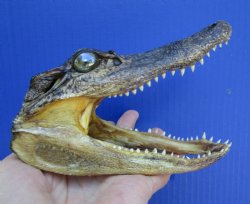 5-1/2 inches Small Taxidermy Alligator Head Souvenir - Buy this one for $12.99