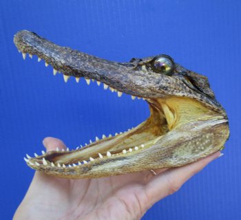 5-1/2 inches Small Taxidermy Alligator Head Souvenir - Buy this one for $12.99