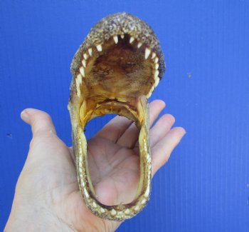 5-1/2 inches Small Taxidermy Alligator Head Souvenir - Buy this one for $12.99