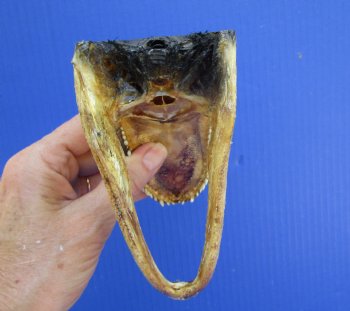 5-1/2 inches Small Taxidermy Alligator Head Souvenir - Buy this one for $12.99