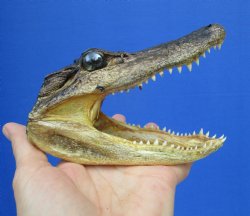 5-1/4 by 2-5/8 inches Small Taxidermy Alligator Head Souvenir - Buy this one for $12.99