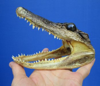 5-1/4 by 2-5/8 inches Small Taxidermy Alligator Head Souvenir - Buy this one for $12.99