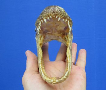 5-1/4 by 2-5/8 inches Small Taxidermy Alligator Head Souvenir - Buy this one for $12.99