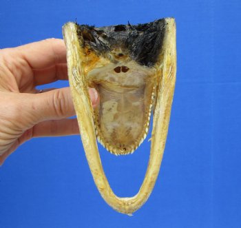 5-1/4 by 2-5/8 inches Small Taxidermy Alligator Head Souvenir - Buy this one for $12.99