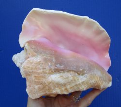 7 by 6-7/8 inches Queen Conch Shell, Pink Conch for $16.99