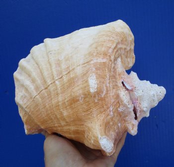 7 by 6-7/8 inches Queen Conch Shell, Pink Conch for $16.99