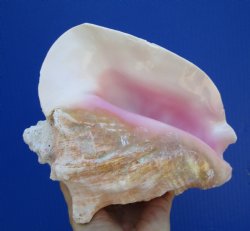 7-1/4 by 6 inches Queen Conch Shell, Pink Conch for $16.99