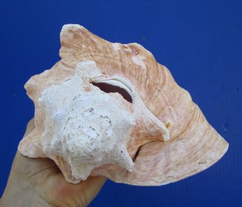 7-1/4 by 6 inches Queen Conch Shell, Pink Conch for $16.99