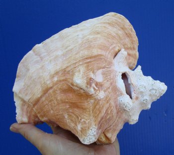 7-1/4 by 6 inches Queen Conch Shell, Pink Conch for $16.99