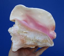 6-3/4 by 6-1/4 inches Queen Conch Shell, Pink Conch for $16.99