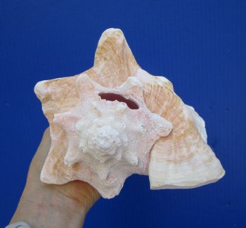 6-3/4 by 6-1/4 inches Queen Conch Shell, Pink Conch for $16.99