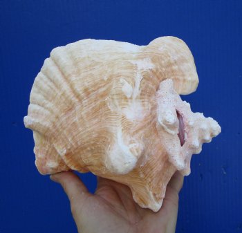 6-3/4 by 6-1/4 inches Queen Conch Shell, Pink Conch for $16.99