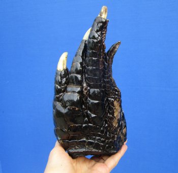 Extra Large Alligator Foot for Sale 9-3/4 by 5 inches Preserved with Formaldehyde for $49.99  <font color=red> SALE $29.99 </font> 