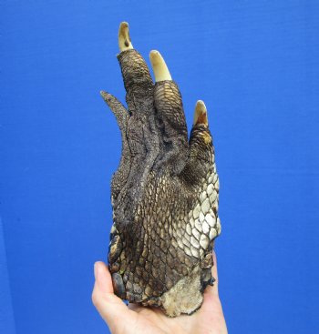 Extra Large Alligator Foot for Sale 9-3/4 by 5 inches Preserved with Formaldehyde for $49.99  <font color=red> SALE $29.99 </font> 