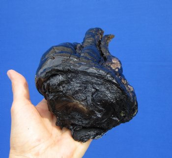 Extra Large Alligator Foot for Sale 9-3/4 by 5 inches Preserved with Formaldehyde for $49.99  <font color=red> SALE $29.99 </font> 