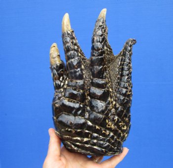 Extra Large Alligator Foot for Sale 9 by 5 inches Preserved with Formaldehyde for $49.99  <font color=red> SALE $29.99 </font> 