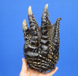 Extra Large Alligator Foot for Sale 9 by 5 inches Preserved with Formaldehyde for $49.99  <font color=red> SALE $29.99 </font> 