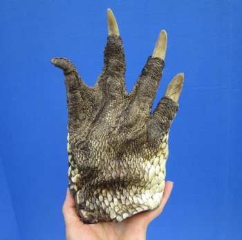 Extra Large Alligator Foot for Sale 9 by 5 inches Preserved with Formaldehyde for $49.99  <font color=red> SALE $29.99 </font> 