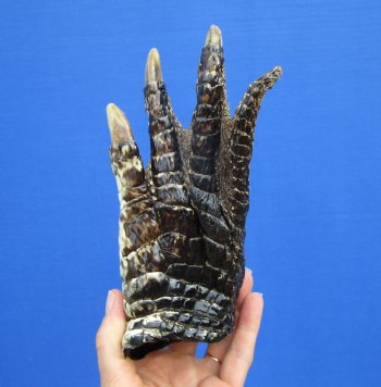 7-3/4 by 4 inches Large Florida Alligator Foot for Sale Preserved with Formaldehyde for $34.99 <font color=red> SALE $14.99 </font> 