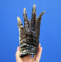 7-3/4 by 4 inches Large Florida Alligator Foot for Sale Preserved with Formaldehyde for $34.99 <font color=red> SALE $14.99 </font> 