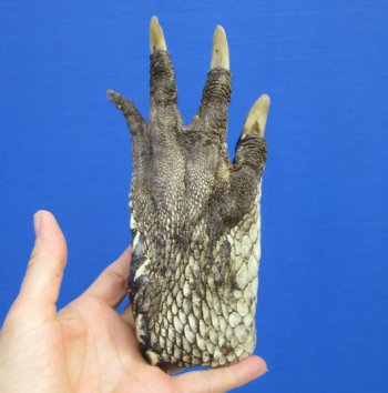 7-3/4 by 4 inches Large Florida Alligator Foot for Sale Preserved with Formaldehyde for $34.99 <font color=red> SALE $14.99 </font> 