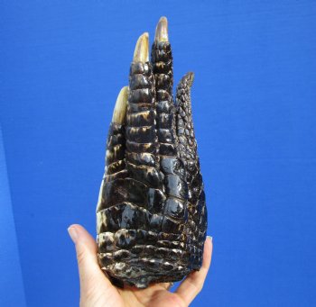 8-1/2 by 3-1/2 inches Large Authentic Florida Alligator Foot Preserved with Formaldehyde for $44.99  <font color=red> SALE $29.99 EACH</font> 