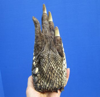 8-1/2 by 3-1/2 inches Large Authentic Florida Alligator Foot Preserved with Formaldehyde for $44.99  <font color=red> SALE $29.99 EACH</font> 