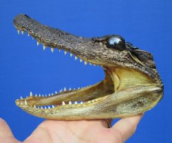 5-1/2 by 2-1/2 inches Small Taxidermy Alligator Head Souvenir - Buy this one for $12.99