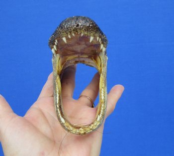 5-1/2 by 2-1/2 inches Small Taxidermy Alligator Head Souvenir - Buy this one for $12.99