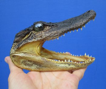 5-1/2 by 2-1/2 inches Small Taxidermy Alligator Head Souvenir - Buy this one for $12.99