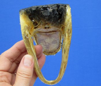 5-1/2 by 2-1/2 inches Small Taxidermy Alligator Head Souvenir - Buy this one for $12.99