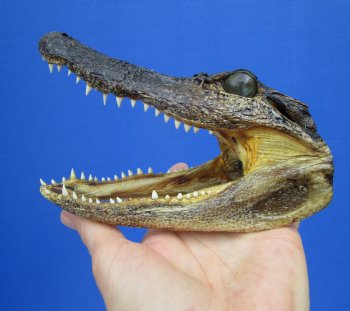 5-1/2 by 2-7/8 inches Small Taxidermy Alligator Head Souvenir - Buy this one for $12.99