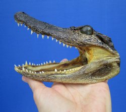 5-1/2 by 2-7/8 inches Small Taxidermy Alligator Head Souvenir - Buy this one for $12.99