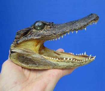 5-1/2 by 2-7/8 inches Small Taxidermy Alligator Head Souvenir - Buy this one for $12.99